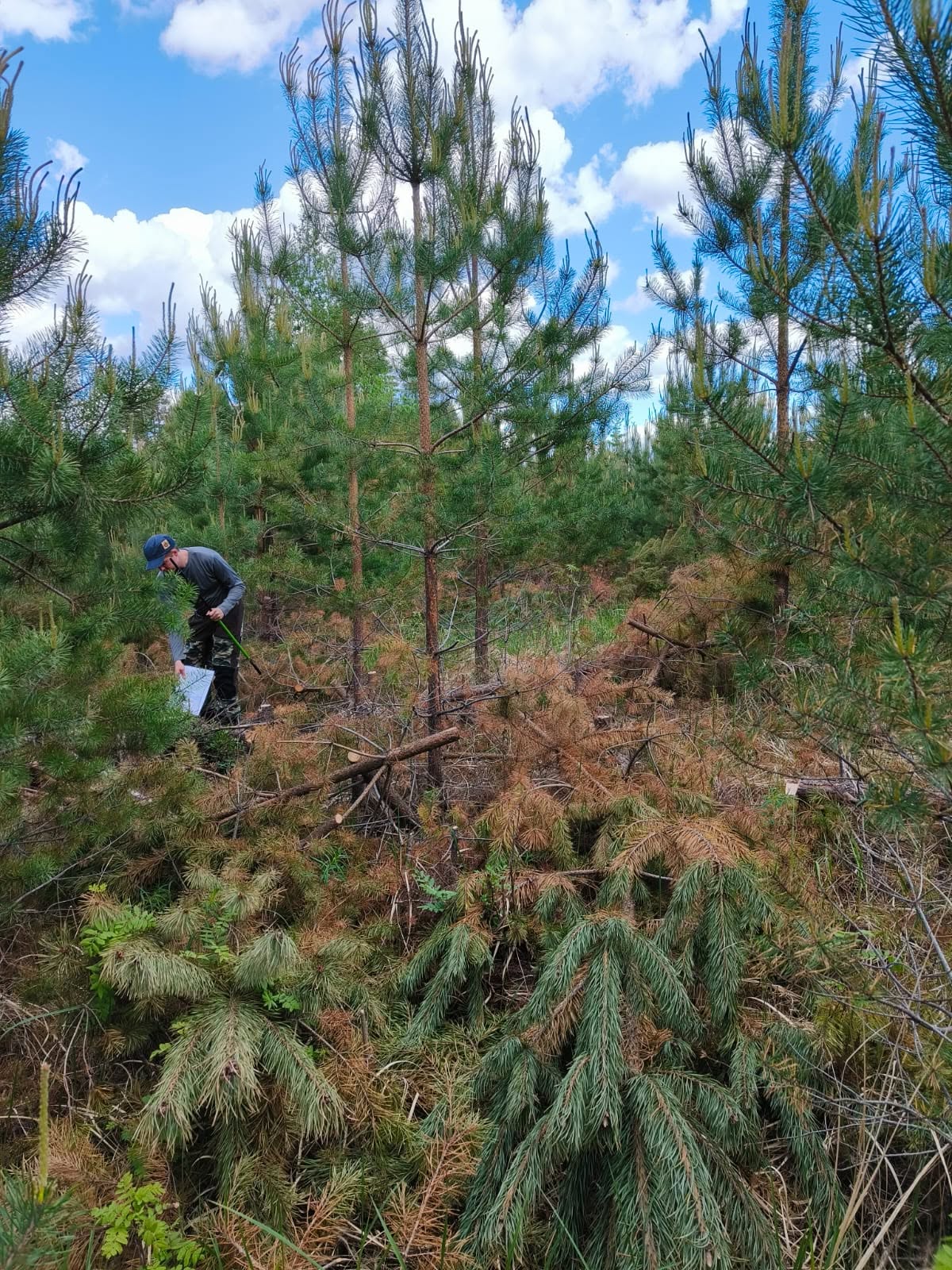 Taimien pituuden ja tuhojen mittausta nuoressa männikössä.